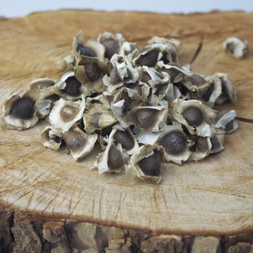 Semilla de Moringa - Imagen 2